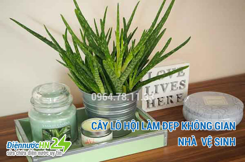 Các loại Cây trồng trong nhà vệ sinh giúp khử mùi hôi