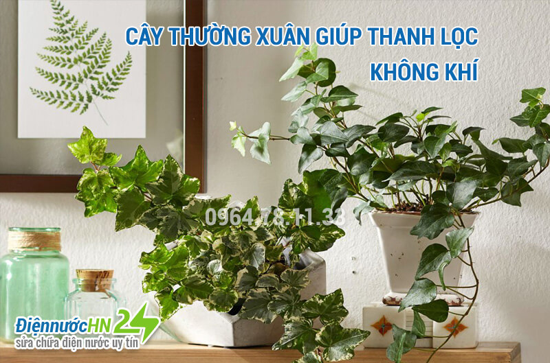 Các loại cây để nhà tắm bạn nên tham khảo