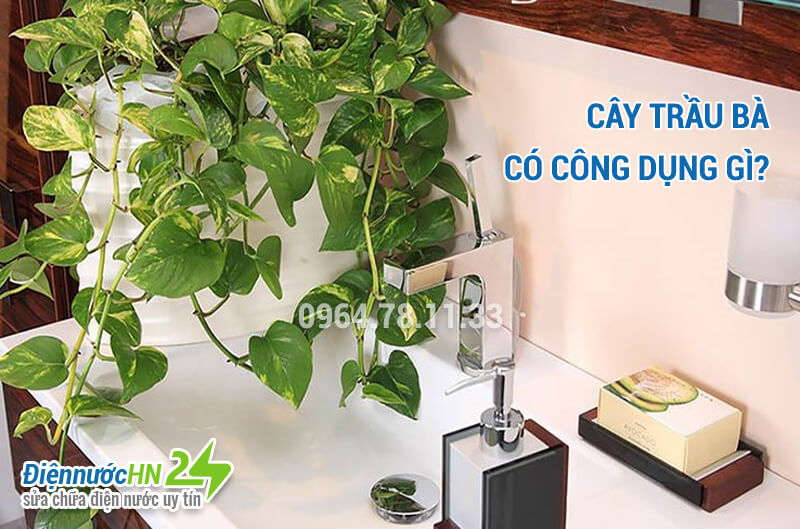 Cây trầu bà có công dụng gì Cây trầu bà có công dụng gì